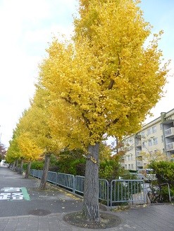 f:id:cangael:20131120135223j:image:left