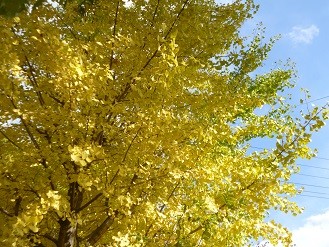 f:id:cangael:20131120135415j:image:left f:id:cangael:20131120135415j:image:left