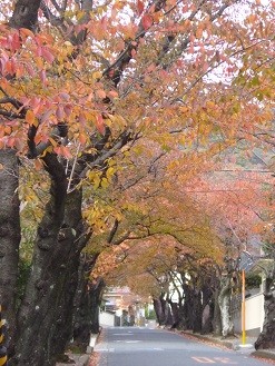 f:id:cangael:20131123151824j:image:left