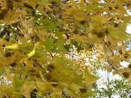 f:id:cangael:20131206130258j:image:right