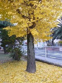 f:id:cangael:20131208160415j:image:right