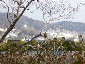 f:id:cangael:20140112110020j:image