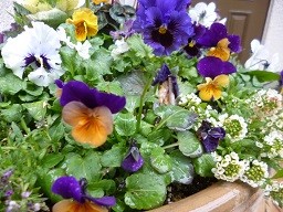 f:id:cangael:20140121140646j:image:left