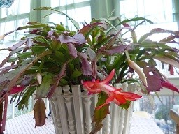 f:id:cangael:20140122164038j:image:right