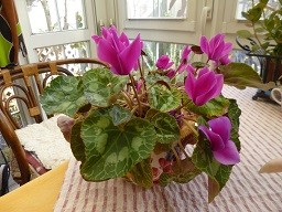 f:id:cangael:20140124151249j:image:left