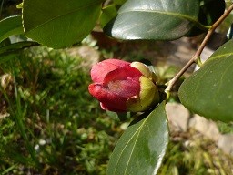 f:id:cangael:20140201121355j:image:right