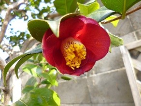 f:id:cangael:20140201121413j:image:right