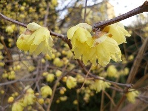 f:id:cangael:20140201163501j:image:right