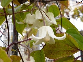 f:id:cangael:20140203114235j:image:left f:id:cangael:20140203114235j:image:left