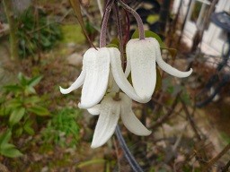 f:id:cangael:20140203114357j:image:right