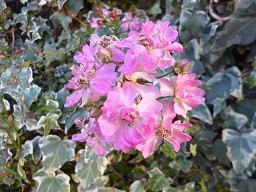 f:id:cangael:20140204155321j:image:right f:id:cangael:20140204155321j:image:right