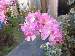 f:id:cangael:20140204155330j:image:right f:id:cangael:20140204155330j:image:right