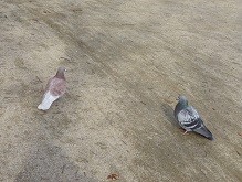 f:id:cangael:20140210143252j:image f:id:cangael:20140210143252j:image