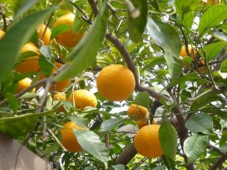 f:id:cangael:20140219114001j:image:right