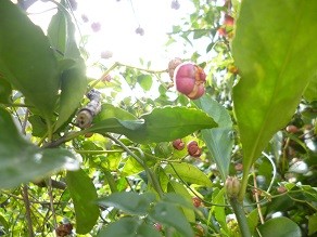 f:id:cangael:20140219114311j:image:right