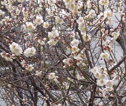 f:id:cangael:20140226154408j:image:right