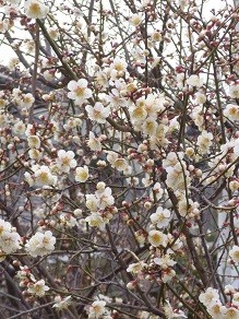 f:id:cangael:20140226154420j:image:right