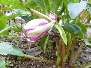 f:id:cangael:20140226154932j:image:right