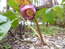 f:id:cangael:20140226155010j:image:left