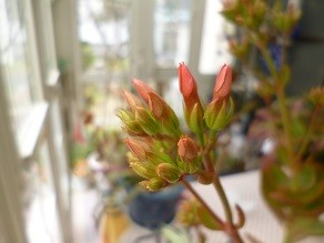 f:id:cangael:20140228112918j:image:right