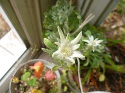 f:id:cangael:20140228112946j:image:left