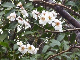 f:id:cangael:20140301153849j:image:right