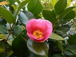 f:id:cangael:20140301154031j:image:right