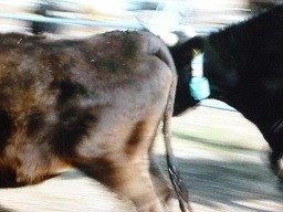 f:id:cangael:20140309000115j:image