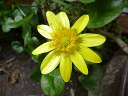 f:id:cangael:20140315133743j:image:right