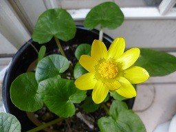 f:id:cangael:20140315133800j:image:right