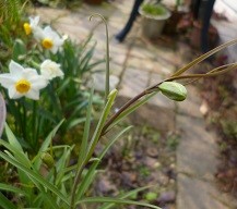 f:id:cangael:20140315133830j:image:left