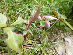 f:id:cangael:20140315133914j:image:left