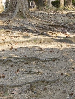 f:id:cangael:20140317140425j:image