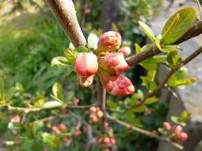 f:id:cangael:20140317140831j:image:left