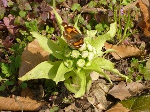 f:id:cangael:20140317141029j:image:right