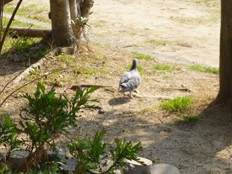 f:id:cangael:20140317141118j:image:left