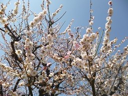 f:id:cangael:20140328112444j:image