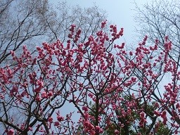 f:id:cangael:20140328113502j:image