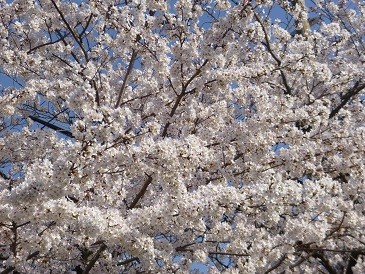 f:id:cangael:20140401155805j:image
