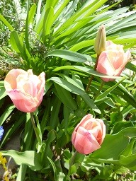 f:id:cangael:20140407113700j:image:right f:id:cangael:20140407113700j:image:right