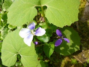 f:id:cangael:20140412115244j:image:right f:id:cangael:20140412115244j:image:right