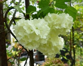 f:id:cangael:20140430101347j:image