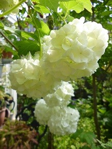 f:id:cangael:20140430101356j:image:left