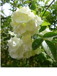 f:id:cangael:20140430101405j:image:right