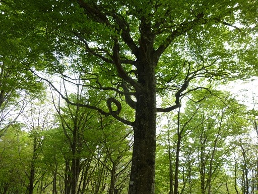 f:id:cangael:20140503143310j:image