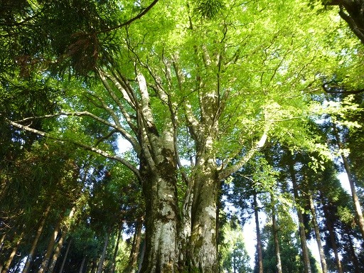 f:id:cangael:20140504064203j:image