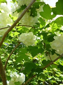 f:id:cangael:20140504120547j:image:right