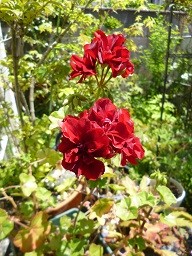 f:id:cangael:20140504121130j:image:left