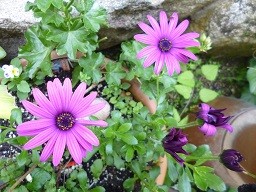 f:id:cangael:20140506112628j:image:right