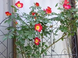 f:id:cangael:20140506113026j:image:left